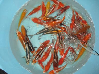 Original Japankoi