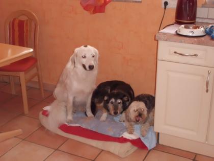 Private Hundebetreuung mit Familienanschluss