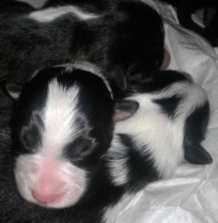 Australian Shepherd Welpen suchen DICH.