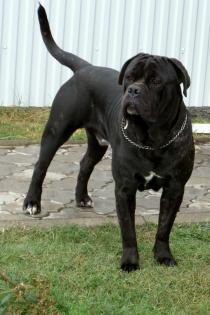 Mehrfach prämierten Cane Corso Hund