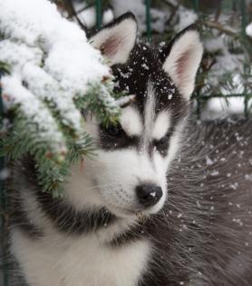 Siberian Husky Welpen Weibchen, Rüde, geb 17. 12. 2021