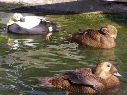 Wasserziergeflügel Zierenten Plüschkopfeiderenten Ruderenten