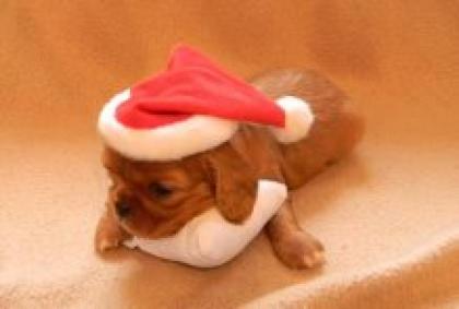 Cavalier King Charles Spaniel VDH/FCI