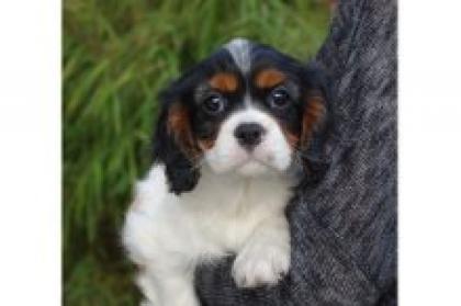 Wunderschöne Cavalier King Charles Spaniel Welpen