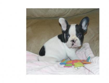 Französische Bulldogge Papieren, 2 Rüden Abgabebereit abSonntag