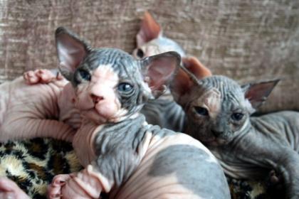 Exclusive, reinrassige, typvolle Sphynx Kitten
