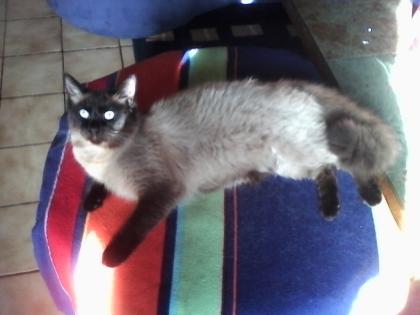 Suchen Kitten, weiblich