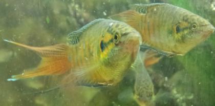 Paradiesfisch, Makropode Macropodus opercularis
