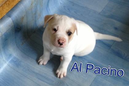 American Bulldog Welpen A-Wurf 2021 - White Defense Bulldogs