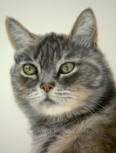 Lebensnahe Tierzeichnungen und Tierportraits von Katja Sauer