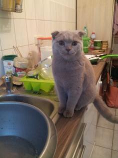 Süße Kätzchen sucht neues zu Hause