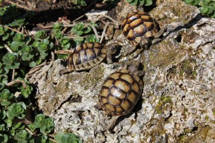 Testudo Marginata Nachzucht 2021
