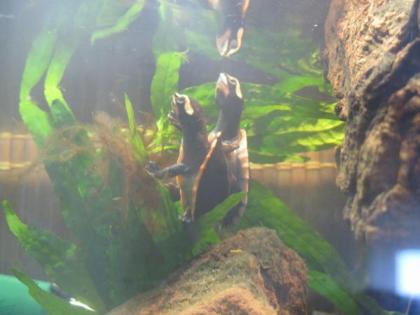 Wasserschildkröten Emydura Subglobosa Rotbauchspitzkopfsschildkröten NZ von 20