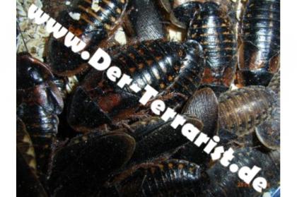 Argentinische Waldschaben Blaptica dubia
