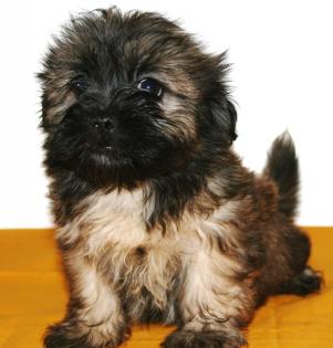 Shih-Tzu/Malteserwelpen zu verkaufen