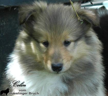 3 wunderschöne, gesunde Colliekinder m. P.