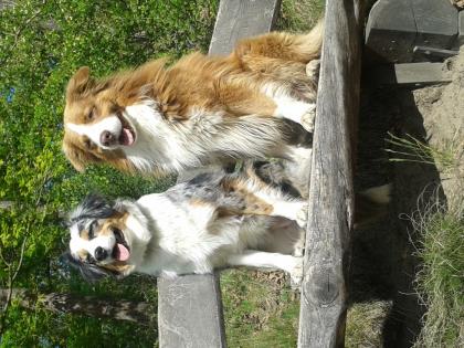 Australian Shepherd Welpen / Aussie Welpen