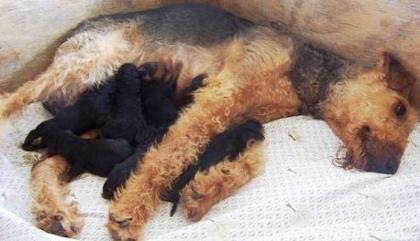 Airedale Terrier Welpen abzugeben