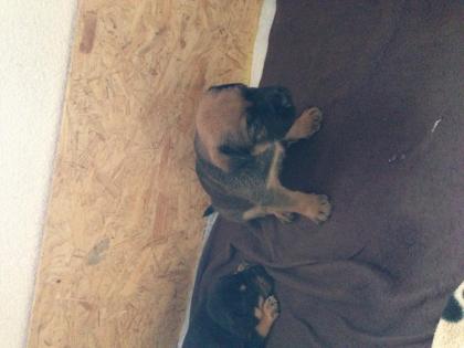 Rottweiler -stafford Mischling