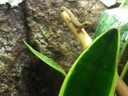 0. 0. 3 Phelsuma Laticauda Laticauda abzugeben Goldstaubtaggecko DNZ 05/14