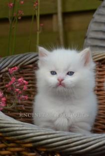 Ragdoll Katzenkinder mit Schmuseabitur