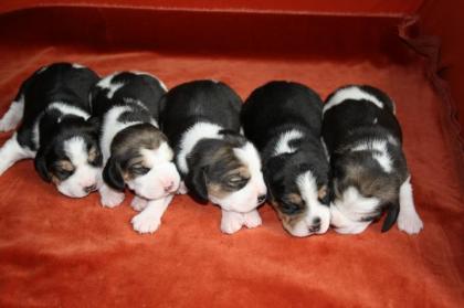 Beaglewelpem, tricolour, of the Jolly Kids