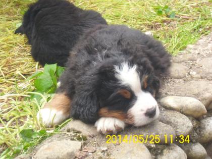 Wunderschön, gezeichnete reinrassige Berner Sennenhundwelpen mit Papiere zu verka