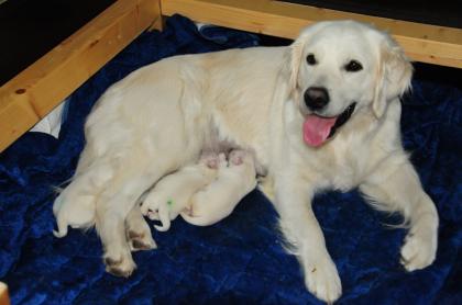 Reinrassige Golden Retriever welpen