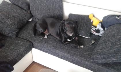 Labrador welpe