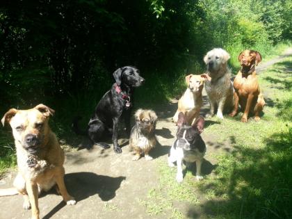 Hundebetreuung in Berlin