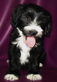 Bezaubernde Tibet Terrier Welpen aus einer Top Verpaarung.