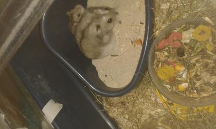 Dschungarische Hamsterbabys in liebevolle Hände abzugeben.