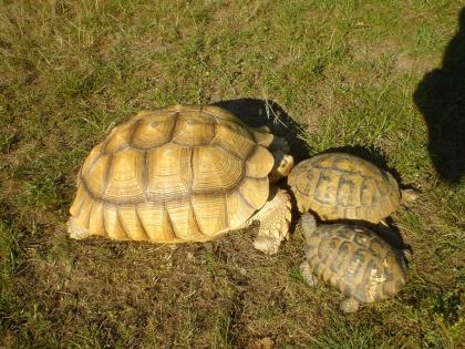 0. 1 Sulcata, 25 Jahre, 53 cm