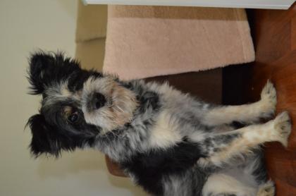 Australien Shepherd Mix 5 1/2 Jahre sucht liebevolles Zuhause