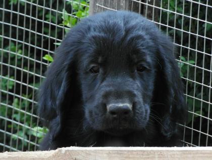 Flat coated Retriever in schwarz abgabebereit