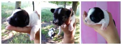 2 reinrassige Papillon Hunde suchen ein neues Zuhause geb 23. 5. 2021