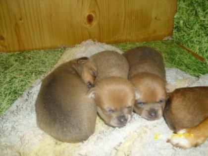 Chihuahuawelpen