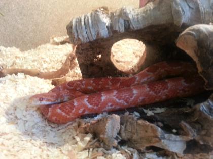 2 Schlangen mit Terrarium zu verkaufen