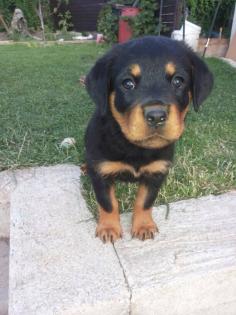 5 kräftige Rottweilerweplen-Rüden