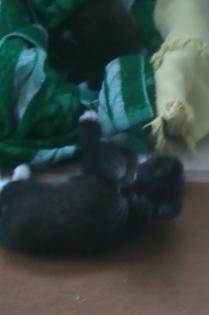 Katzenbaby