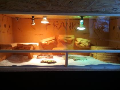 Männl. Bartagame OSB-Terrarium 150 x 60 x 60 cm abzugeben