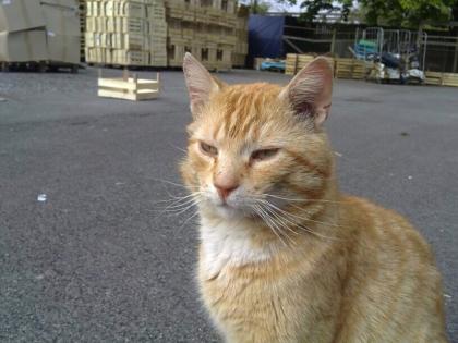 Kater Rico vermisst in Münster