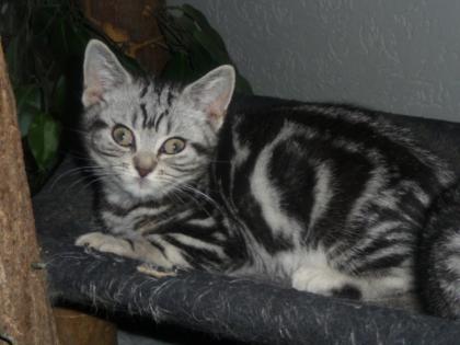BKH. - Tabby Babys im Whiskaslook