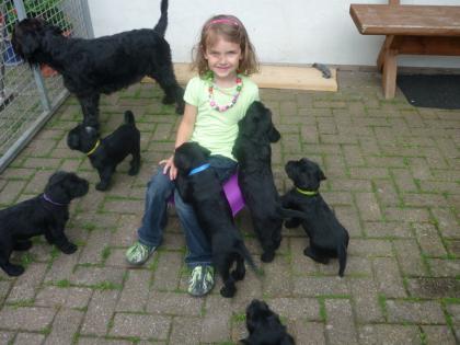 Mittelschnauzer Welpen 3 Rüden/7Hündinnen