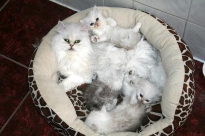 Traumhafte Perserbabys mit Nase in chinchilla und silver shaded