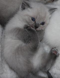 WUNDERSCHÖNE REINRASSIGE BKH POINT KITTEN KATZENBABYS BABY BALD ABGABE IN 2 WOCH