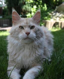 Stattlicher Maine Coon Kater sucht.