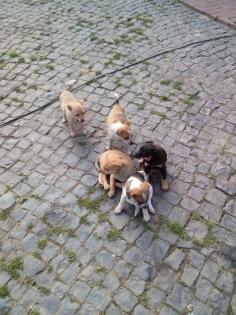 Süße Spitz-Terrier Mix Welpen suchen ab sofort neues Zuhause