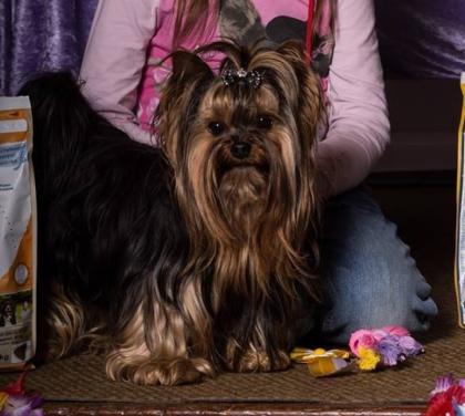 Yorkshire Terrier black and tan