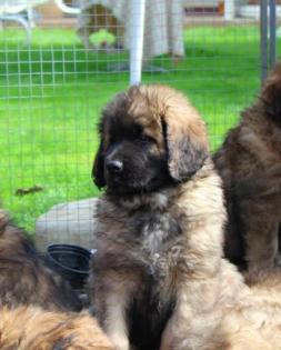 Leonberger Welpen aus Internationale Sieger Kennel zu verkaufen